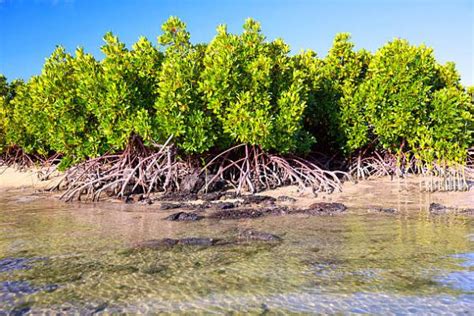 Mangrove Center Dan Upaya Penyelamatan Kawasan Pesisir