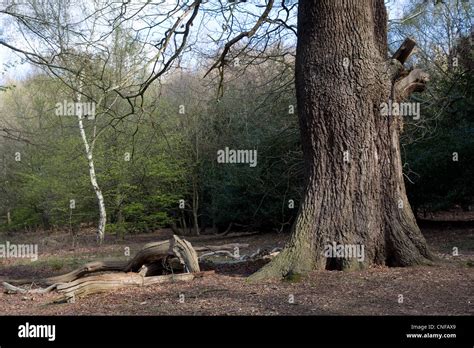 Ancient Old Trees Woodland Epping Forest Stock Photo Alamy