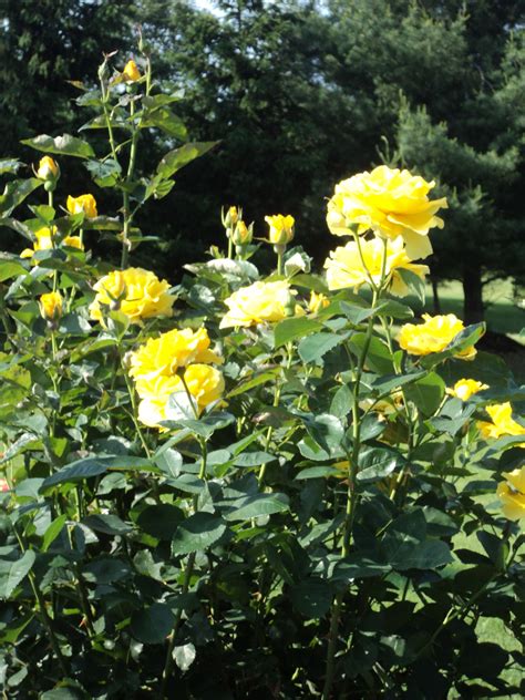 My Mothers Yellow Roses Yellow Roses Plants Rose