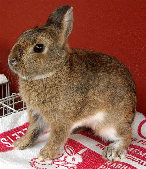 Netherland Dwarf Rabbit Sold 7 Years 5 Months Pure Breed Netherland