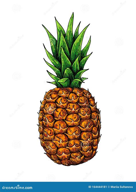 Pineapple Vector Background Royalty Free Stock Photo Cartoondealer