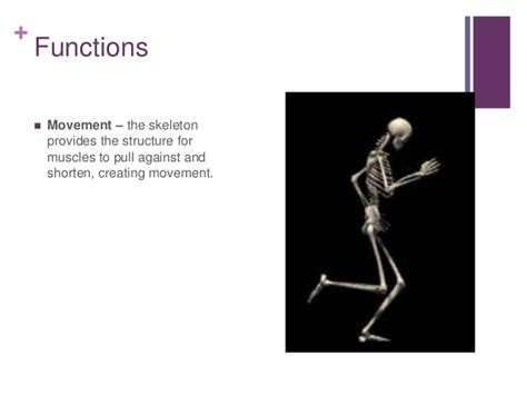 Functions And Types Of Bones