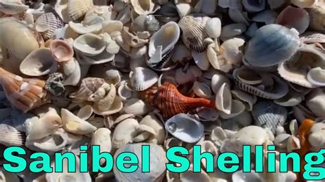 Shelling On Sanibel Island 2023 So Many Shells Near The Island Inn