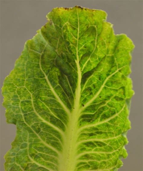 Lettuce Dieback New Virus Found To Be Associated With Soilborne