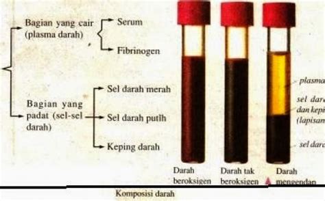 Komponen Darah Dan Fungsinya