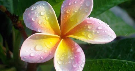 Aneka Gambar Cantik Bunga Kamboja Yang Menakjubkan Dan Indah Tebaru
