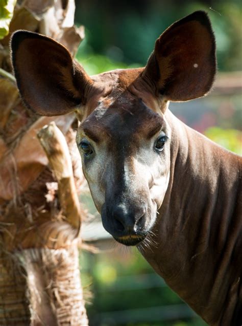 Pen Pals To Save Okapis Conservation In The Ituri Forest The Houston Zoo