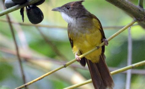 Dilindungi Sangat Ketat, Inilah Jenis Burung Indonesia yang Hampir Punah