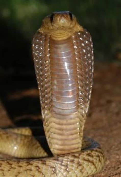 The Top 10 Deadliest Cobras In The World Owlcation