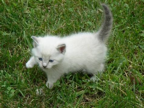 Kitten Gray And White Cat Breeds Pets Lovers