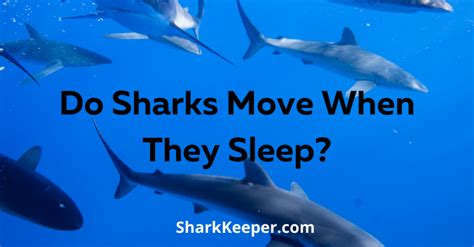 Do Sharks Move When They Sleep Shark Keeper