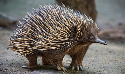 Short-Nosed Echidna | Los Angeles Zoo and Botanical Gardens (LA Zoo)