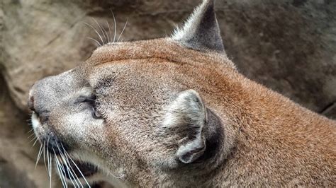 9 Year Old Girl Attacked By A Cougar In Wa Tractorbynet