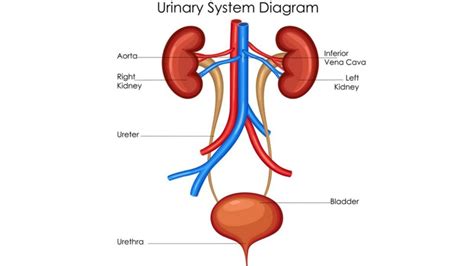 Collection Of Urinary Clipart Free Download Best Urinary Clipart On ClipArtMag Com