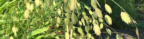 Fact Sheet Northern Sea Oats Ufifas Extension Nassau County