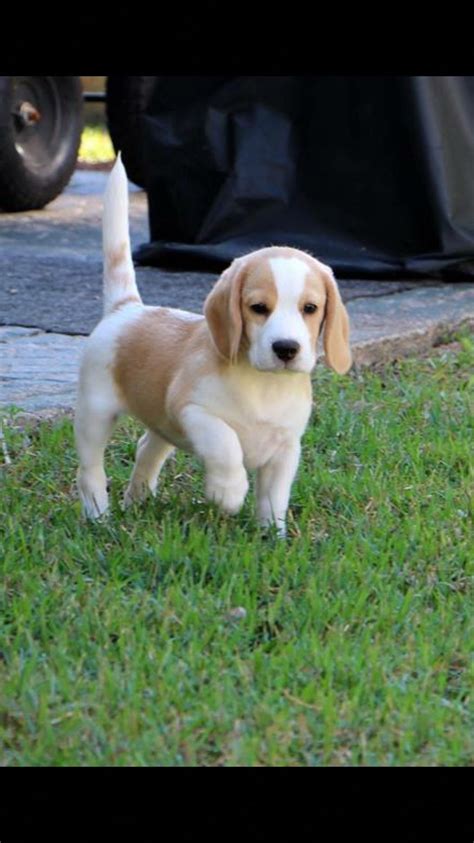 Beagle Puppy Lemon White Beagle Puppy