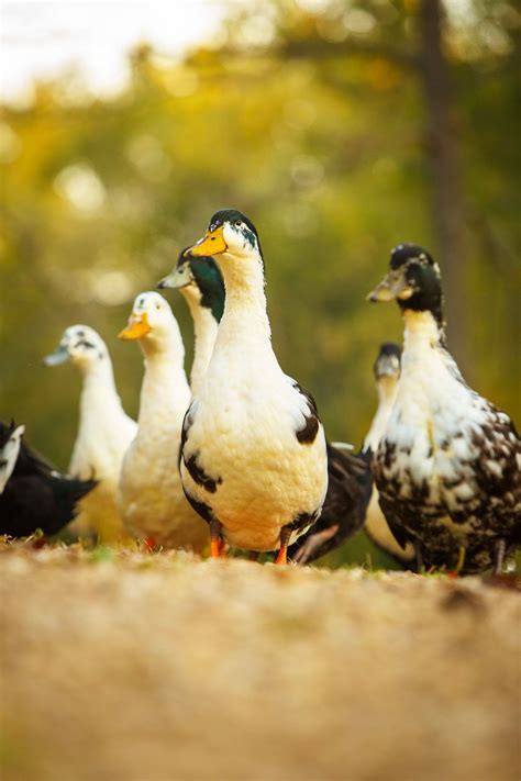 Maybe you would like to learn more about one of these? Daily Dose - May 12, 2016 - Duck Duck Blue Duck - Swedish ...