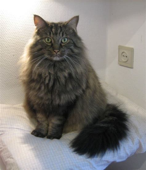 Our beloved (and very first fur baby) molly just crossed the 🌈 bridge 2 weeks ago (ril sweet girl) and we just rescues a gorgeous gray kitten who was out in the cold with the colony we care for. Pin on domestic long haired cats