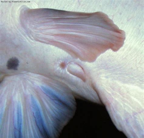 Cara Budidaya Ikan Lele Putih (Lele Bule) Albino Clarias ...