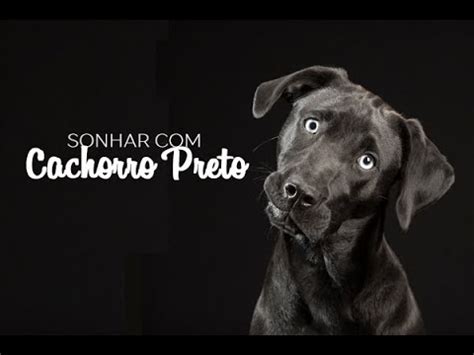 Eles podem ser os vetores de uma série de doenças que vão desde as micoses de pele, com ação superficial. SONHAR COM CACHORRO PRETO SIGNIFICADO ATUALIZADO [SONHAR ...