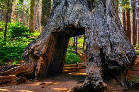 Tuolumne Grove Of Giant Sequoias Hiking Guide Joes Guide To Yosemite