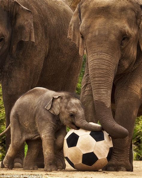 Baby Pele Elephant Luk Chai Shows Off His Football