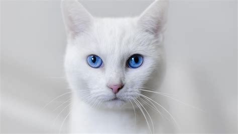 🥇 White Cats Blue Eyes Animals Basil Wallpaper 3514