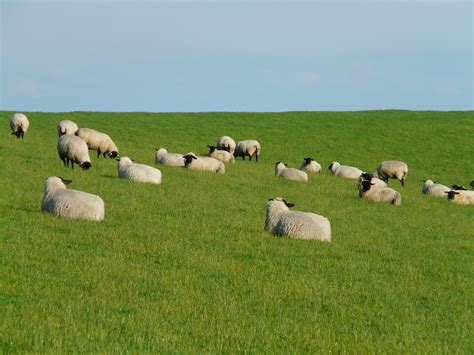 Fotos Gratis Paisaje Césped Grupo Campo Granja Prado Pradera