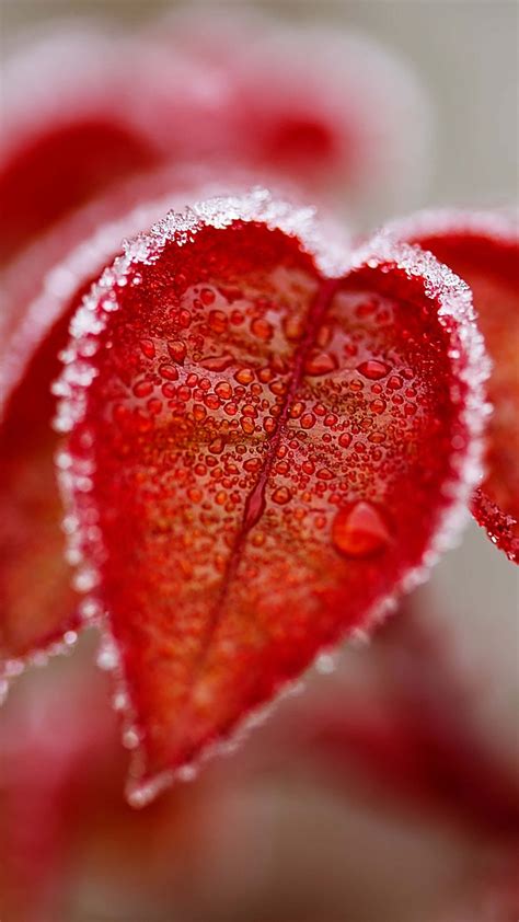 Red Leaves Frosty Winter Free 4k Ultra Hd Mobile Wallpaper