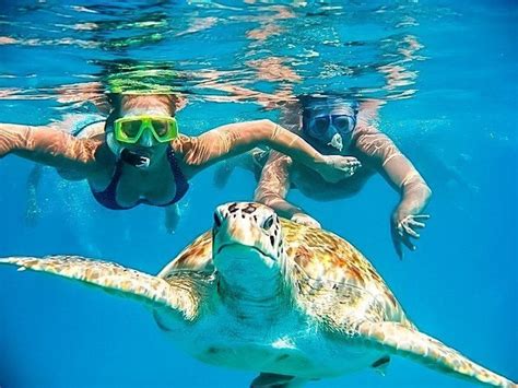 Tour A Nadando Con Tortugas En Mancora Peru Inkasico Portal Web