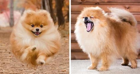 13 Perros Que Parecen Leones Con Imágenes 2022 Perro Feliz