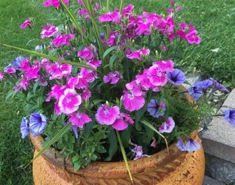 How To Overwinter Container Perennials Midwest Gardening