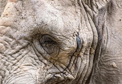 Close Up Facial Portrait Of African Elephant Loxodonta Africana — Stock