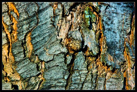 Closeup Of Tree Bark By Delobbo On Deviantart