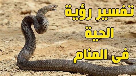 Maybe you would like to learn more about one of these? تفسير حلم الافعى الكبيرة , راي مفسرو الاحلام في حلم الافعى ...