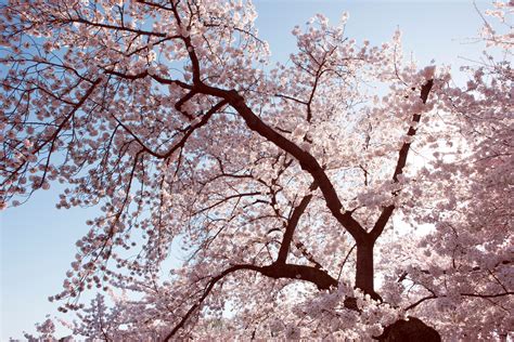 When Do Cherry Blossoms Bloom Around The World Condé Nast Traveler