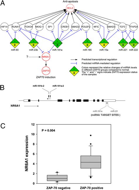 Putative Regulatory Network Associated With Bcl2 And Zap 70 Expression