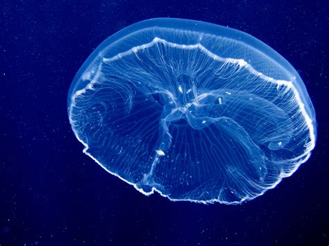 Photos Of Sea Jellies Jellyfish Class Scyphozoa