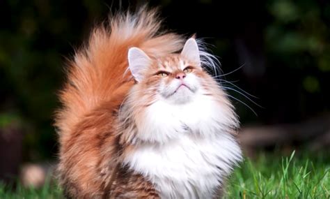 14 Rarest Cat Breeds In The World
