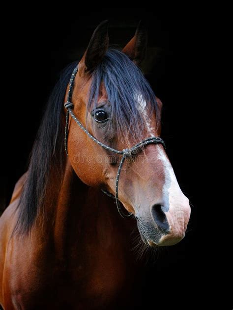 Bay Horse Head Shot Stock Image Image Of Halter Pony 28557811