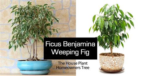 Let's learn more about outdoor care for weeping figs. Growing Ficus Benjamina Tree aka Weeping Fig | PlantCareToday