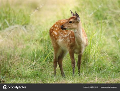 Baby Sika Deer Cervus Nippon Stock Photo By ©hlavkom 322937818