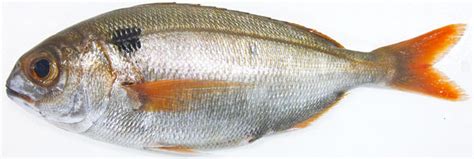 Bream Fish Whats Red Bream And How To Catch It Badangling