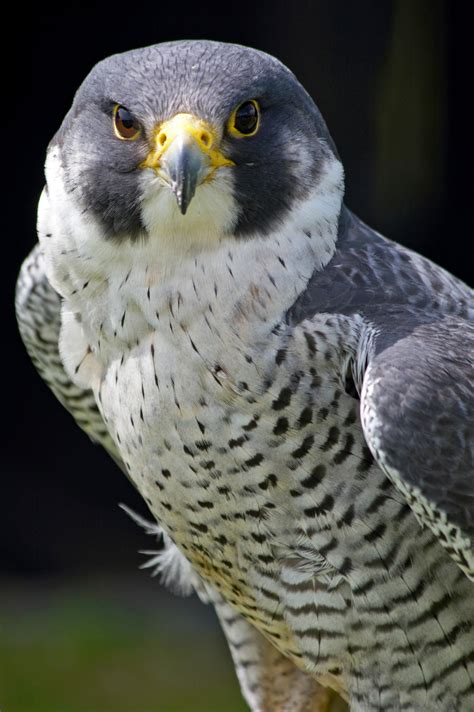 Peregrine Falcon Portrait Birds Wildlife Photography By Martin