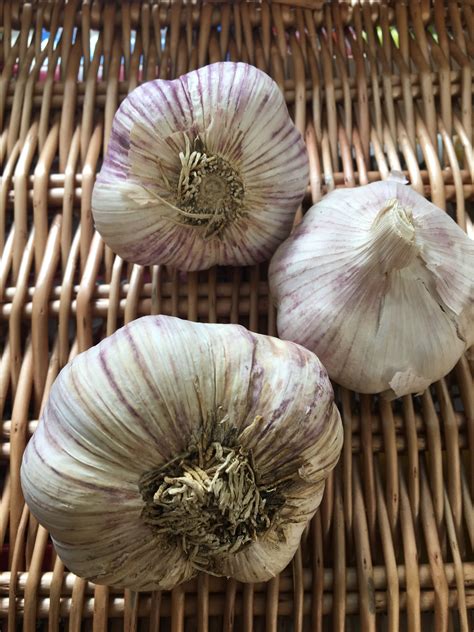 French Garlic - Garden Goodness