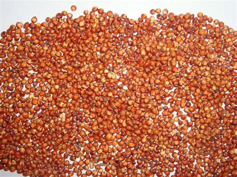 We did not find results for: Sorghum Seeds,Jowar,Whole Sorghum Seeds,Sorghum Exporters ...