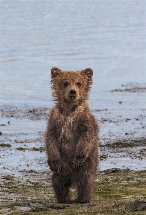 Brown Bear Cub Lake Clark Alaska Usa Stock Image F0092113