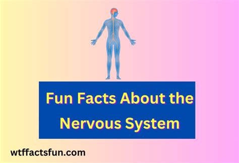 15 Fun Facts About The Nervous System Fun Facts