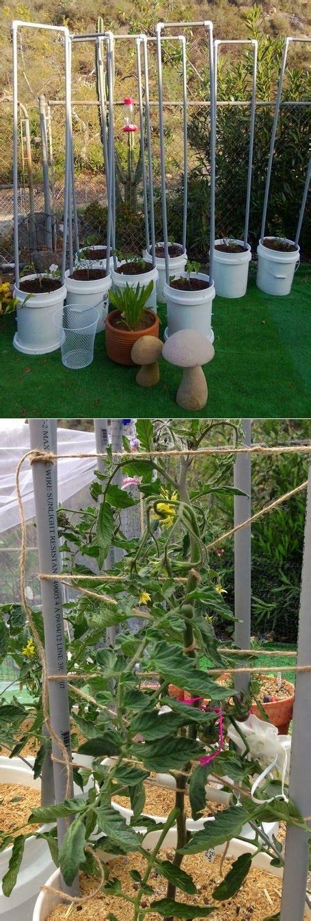 11 Best Tomato Stakes Images On Pinterest Gardening