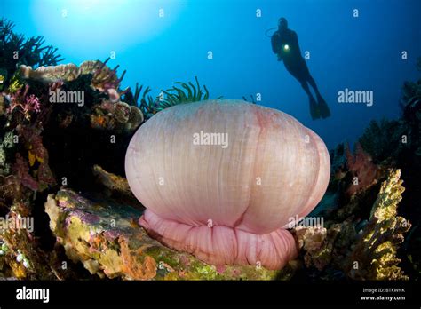 A Magnificent Anemone Gives Color To The Diverse Reef On Which It Grows